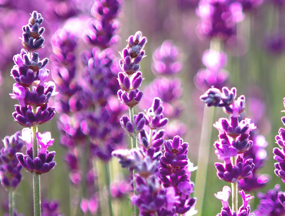 Lavender flowers